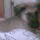 acostada en la cama